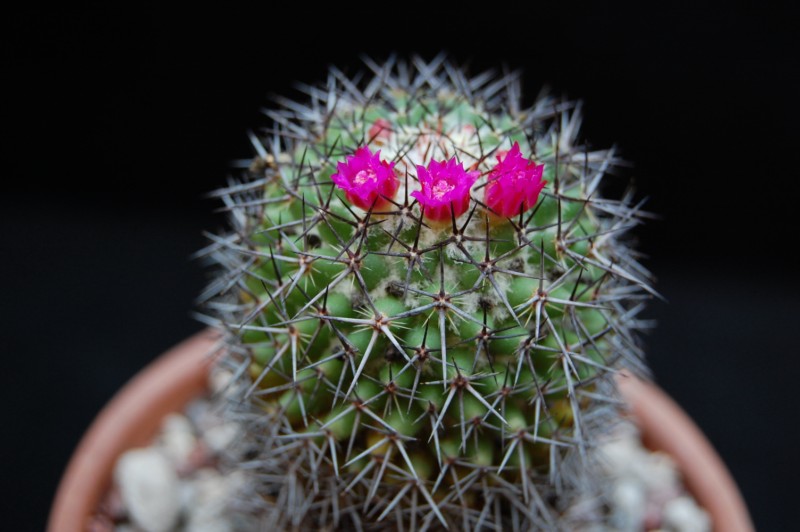 Mammillaria kewensis 