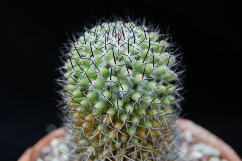 Mammillaria kewensis 