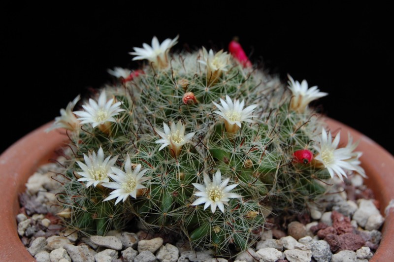 Mammillaria moeller-valdeziana 