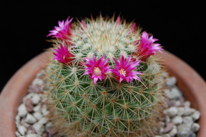 Mammillaria kladiwae 