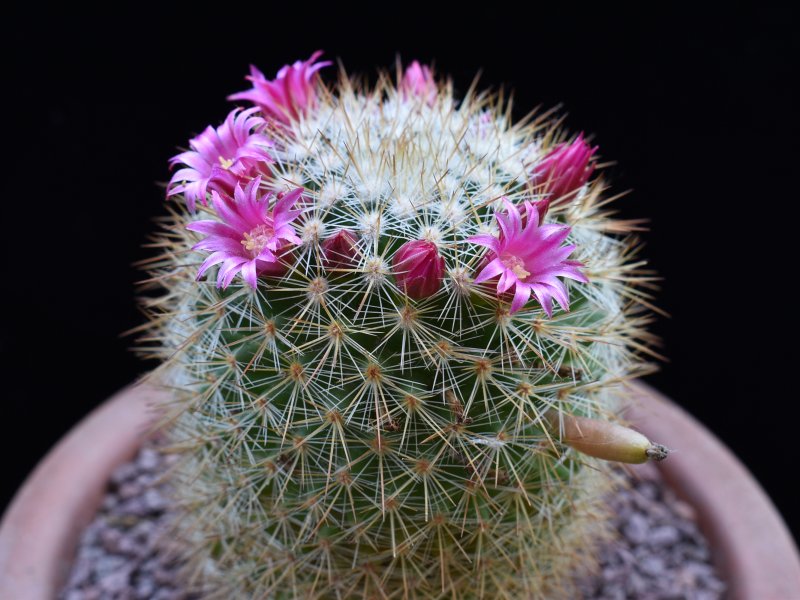 Mammillaria kladiwae 