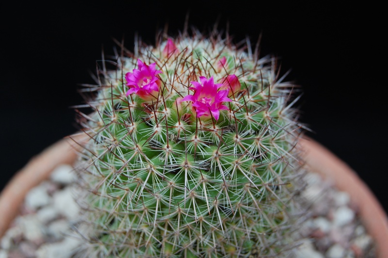 Mammillaria calacantha 