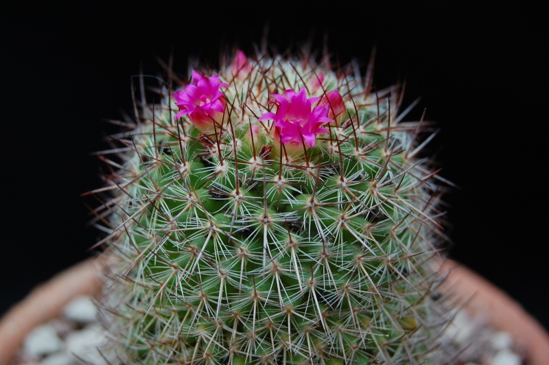 Mammillaria calacantha 