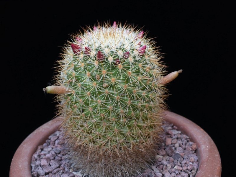 Mammillaria kladiwae 