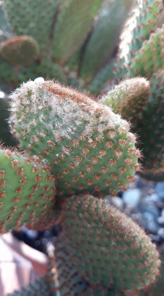 Opuntia microdasys var. rufida 