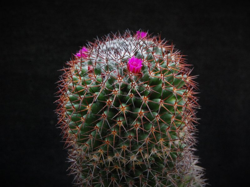 Mammillaria kewensis 