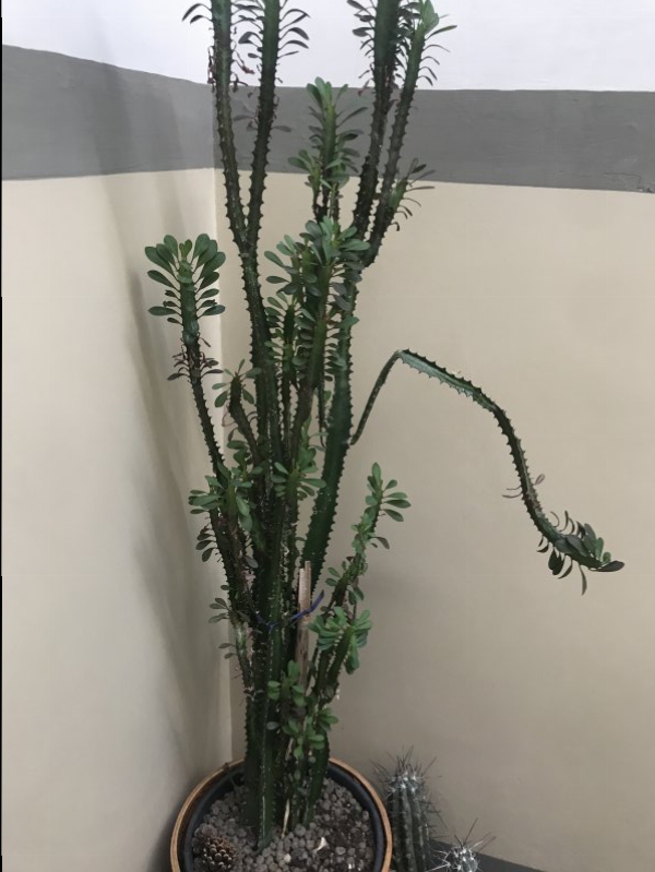 Euphorbia trigona  