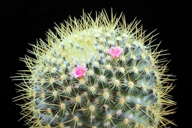 Mammillaria rhodantha ssp. aureiceps 