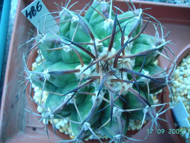 Discocactus placentiformis 