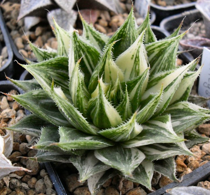 haworthia luteorosea f. variegata