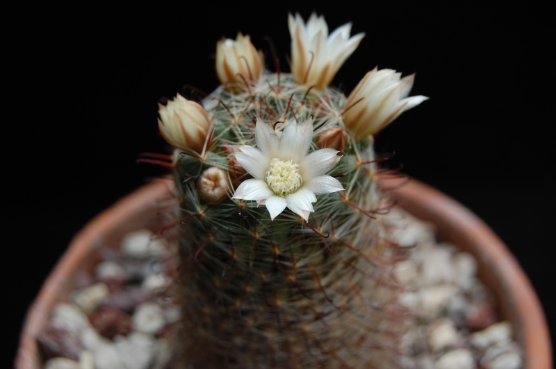 Mammillaria trichacantha SB 21