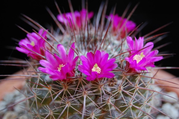 Mammillaria hertrichiana LAU 619