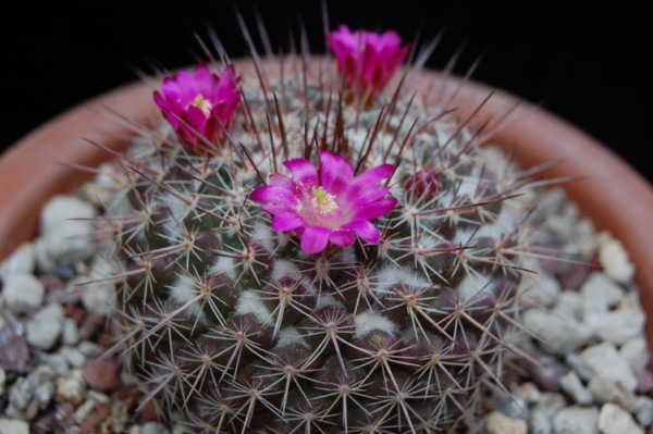 Mammillaria hertrichiana LAU 619