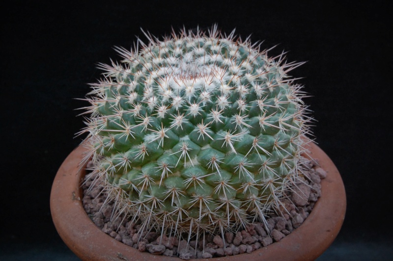 Mammillaria hertrichiana LAU 619