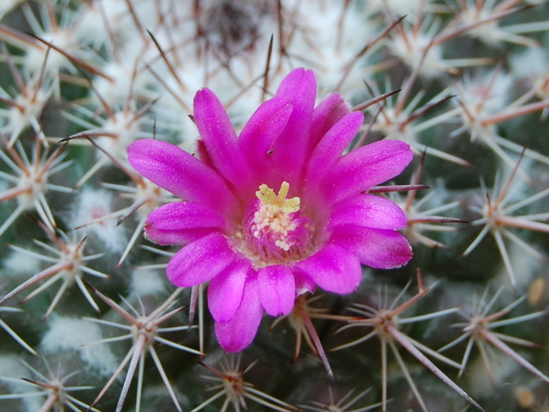 Mammillaria hertrichiana LAU 619