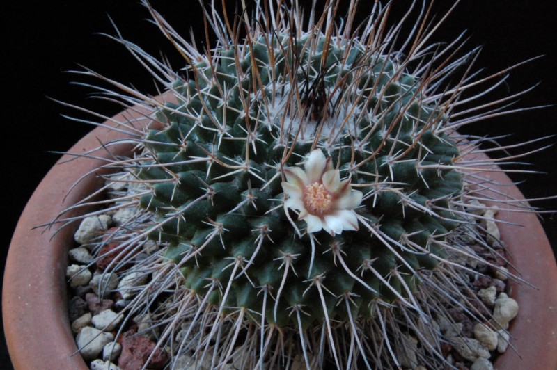 Mammillaria hamiltonhoytea v. pilensis REP 800