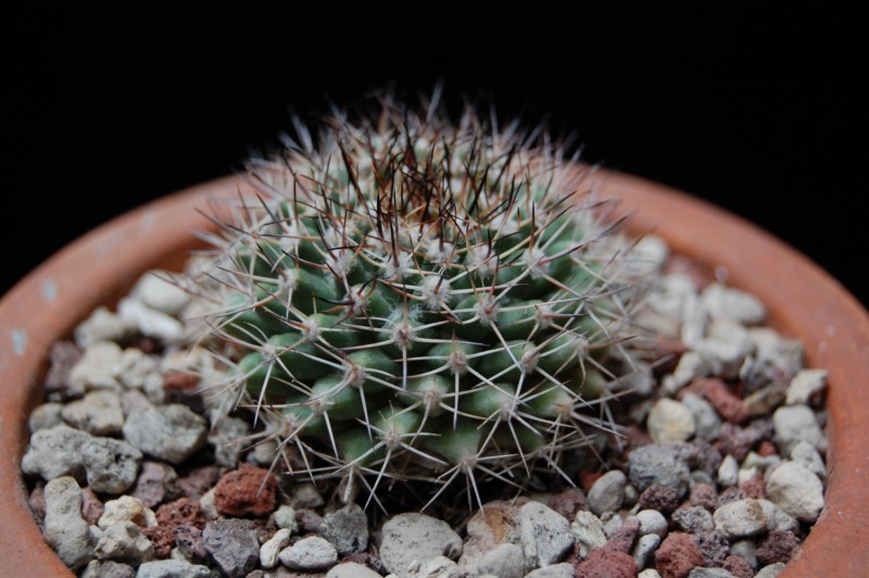 Mammillaria petrophila ssp. baxteriana SB 1255