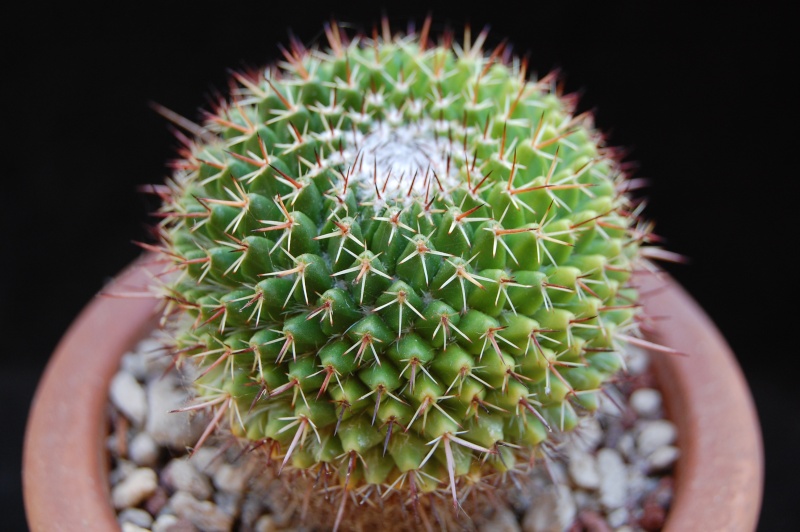 Mammillaria multiseta Z 208