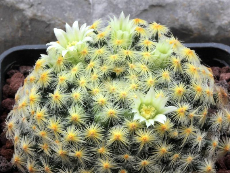 Mammillaria schiedeana 