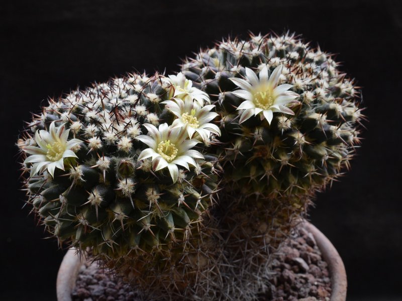 Mammillaria aff. karwinskiana Z 201