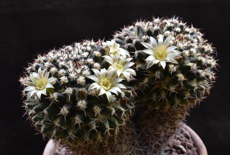 Mammillaria affinis karwinskiana Z 201