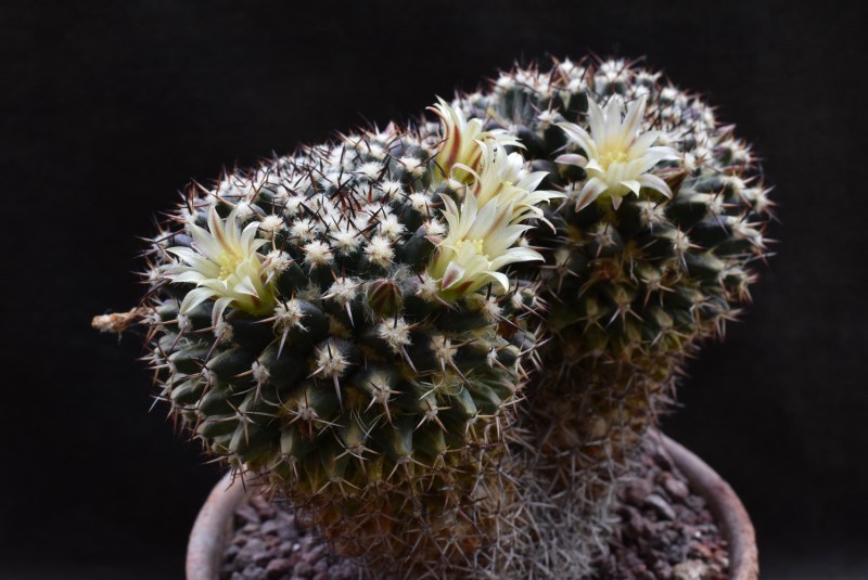 Mammillaria affinis karwinskiana Z 201