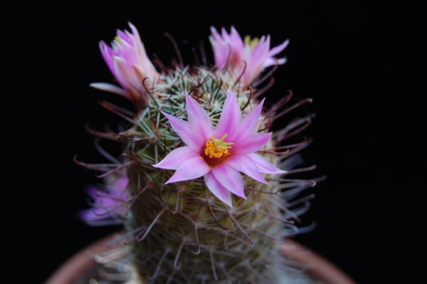 Mammillaria sheldonii SB 545