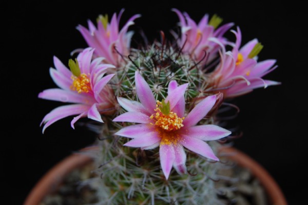 Mammillaria sheldonii SB 545