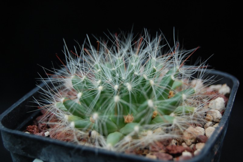 Mammillaria zephyranthoides forma LAU 1269