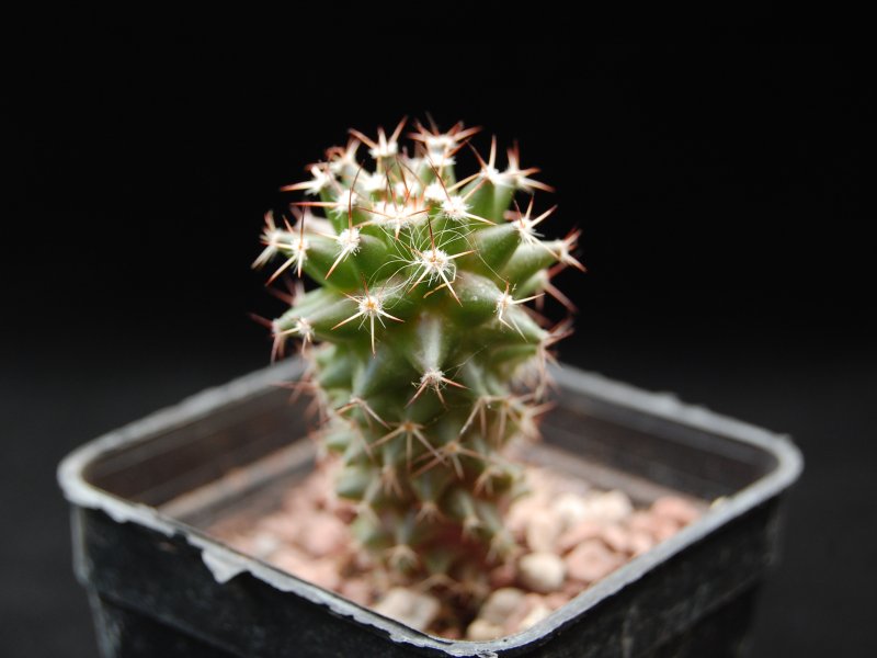 mammillaria polythele ssp. durispina