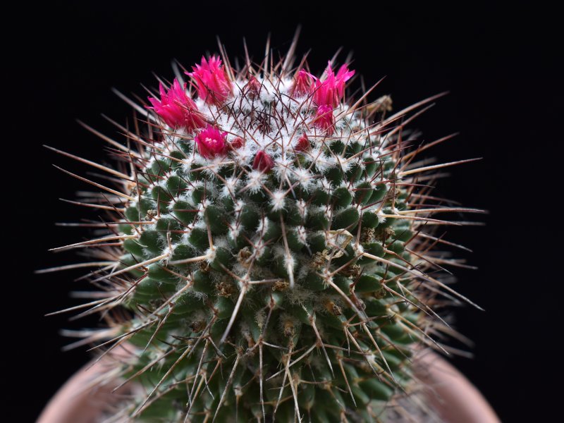 Mammillaria polythele ssp. durispina 