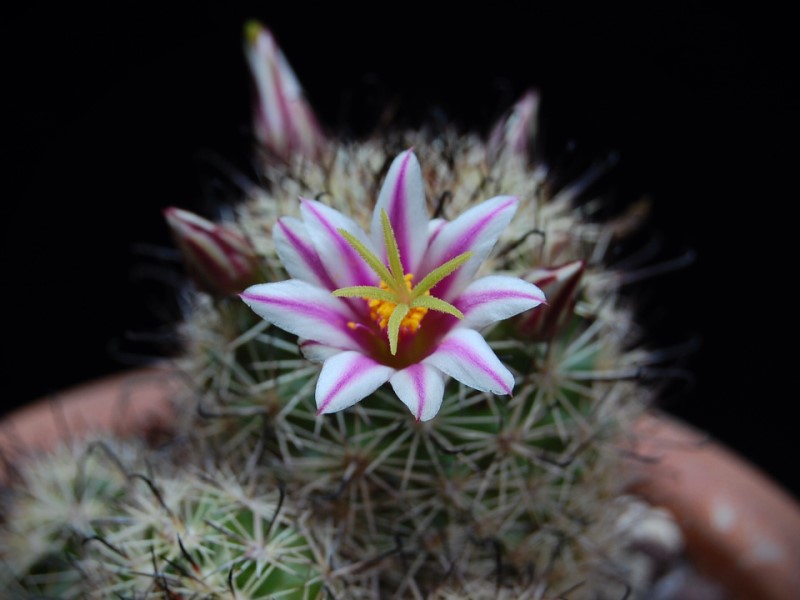 Mammillaria blossfeldiana WM 2361