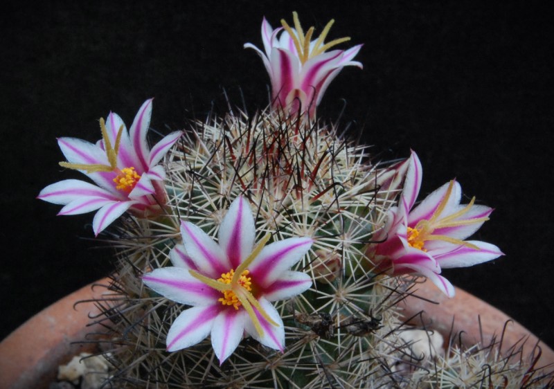 Mammillaria blossfeldiana WM 2361