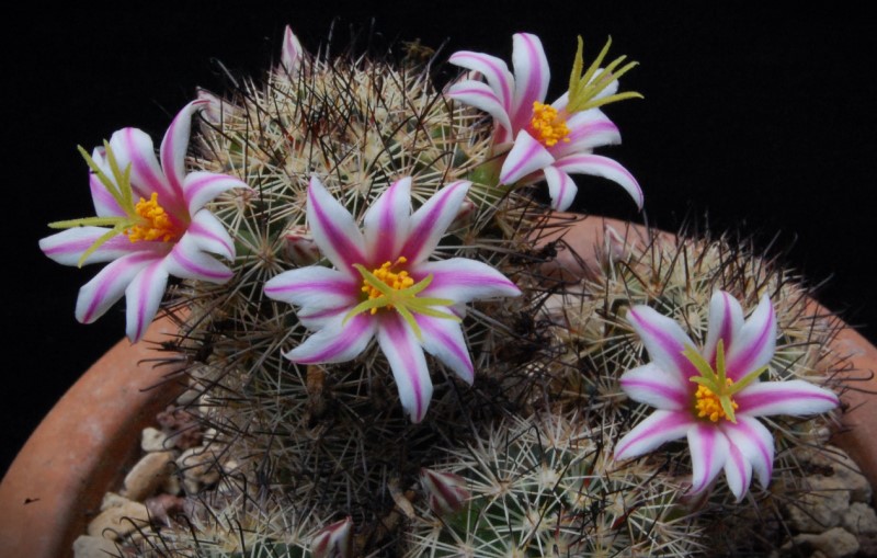 Mammillaria blossfeldiana WM 2361