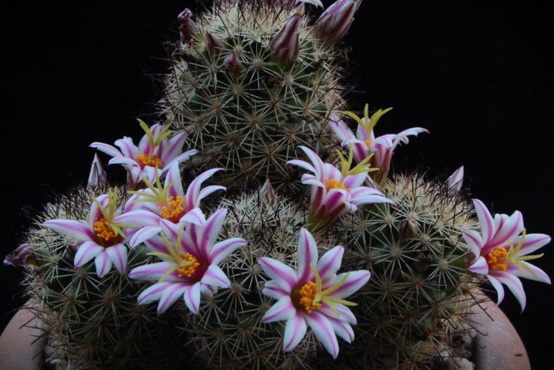 Mammillaria blossfeldiana WM 2361