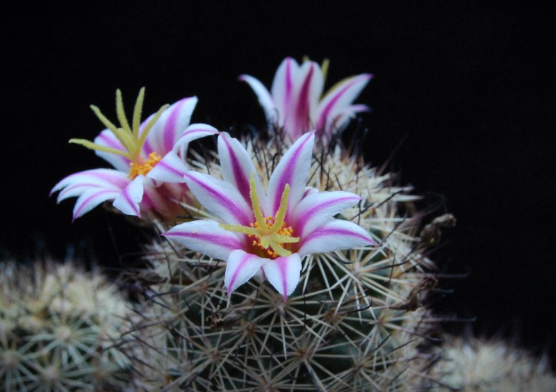 Mammillaria blossfeldiana WM 2361