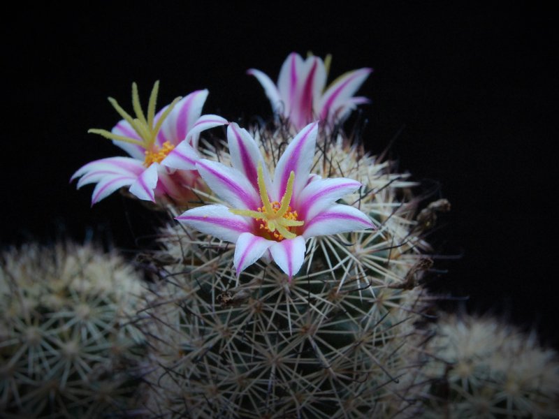 Mammillaria blossfeldiana WM 2361