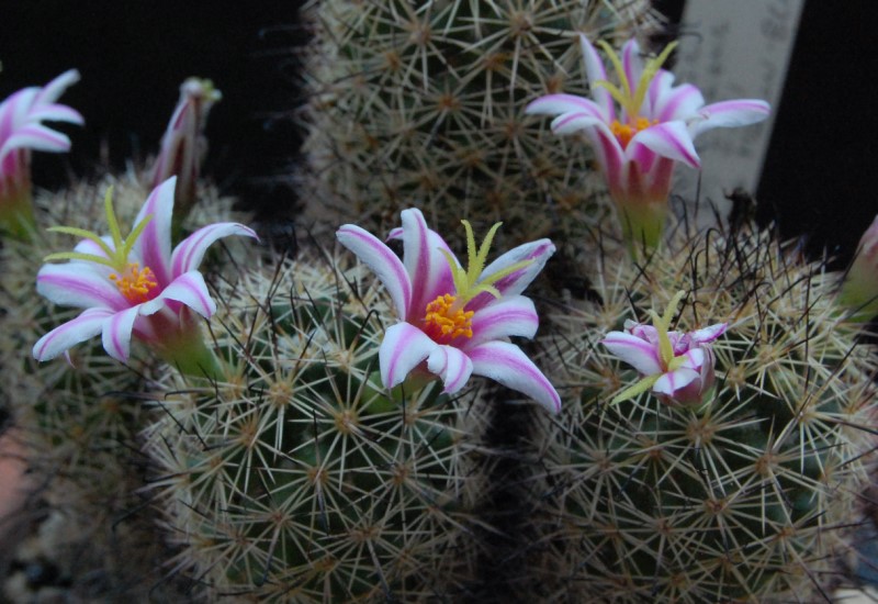 Mammillaria blossfeldiana WM 2361