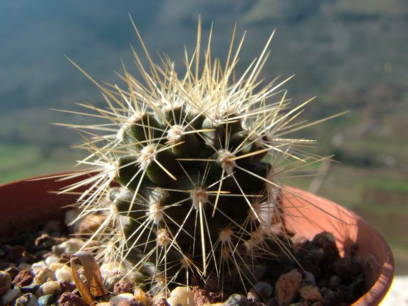 Echinocereus coccineus 