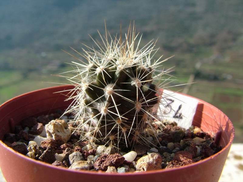 Echinocereus coccineus 