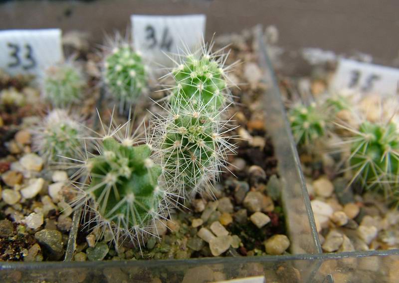 Echinocereus coccineus 