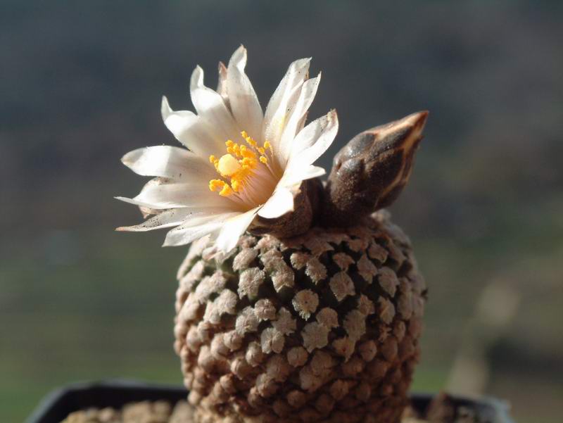 Turbinicarpus valdezianus v. albiflorus 