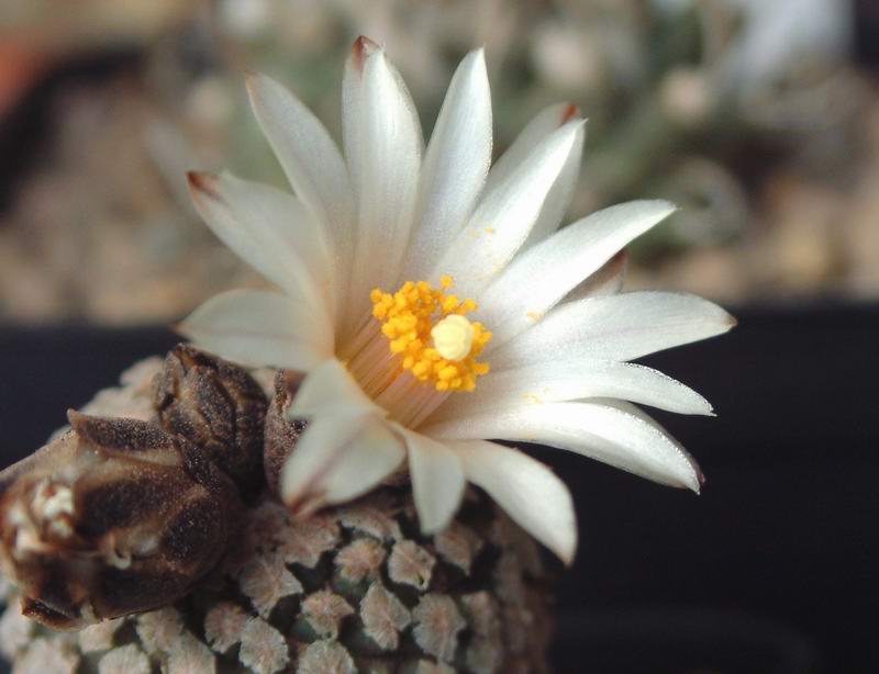 Turbinicarpus valdezianus v. albiflorus 