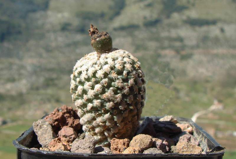 Turbinicarpus valdezianus v. albiflorus 