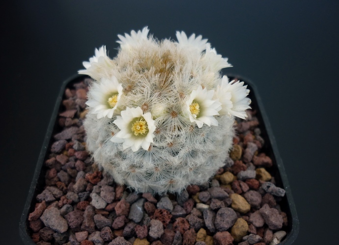 Mammillaria carmenae 