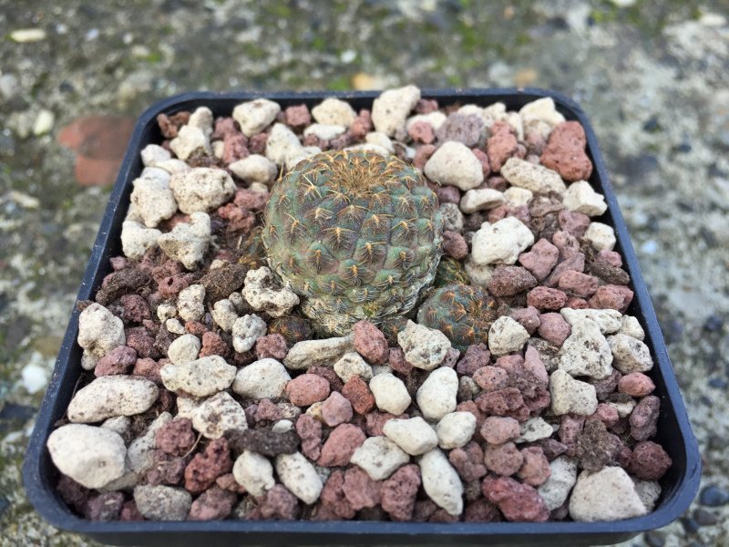 Sulcorebutia rauschii 