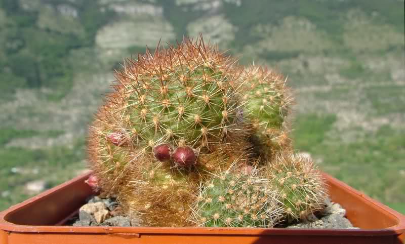 Rebutia walteri R784