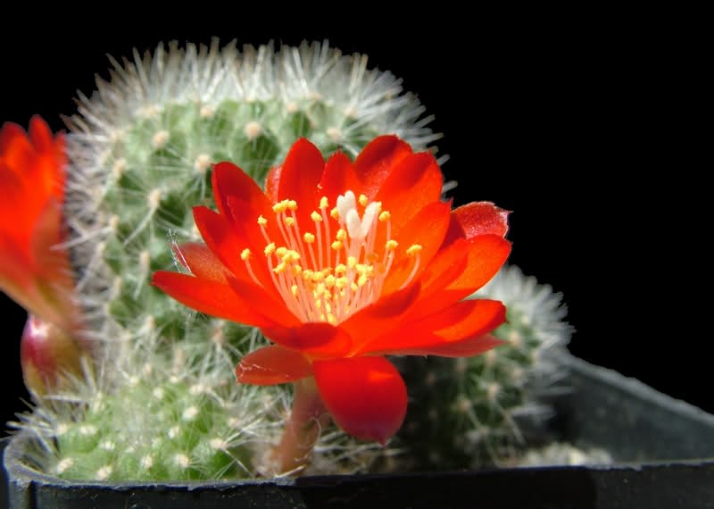 Rebutia fiebrigii L523