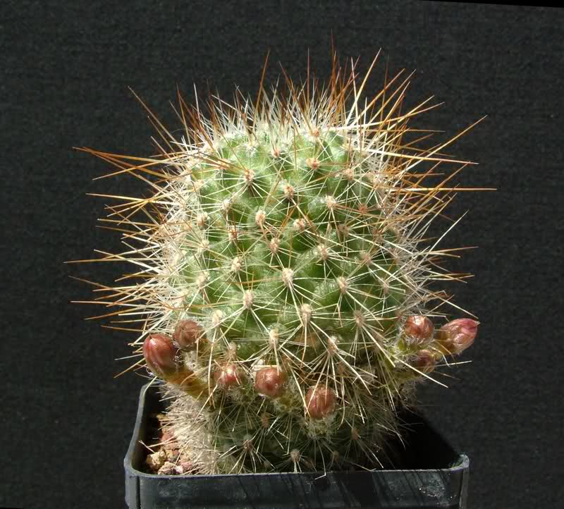 rebutia aureispina