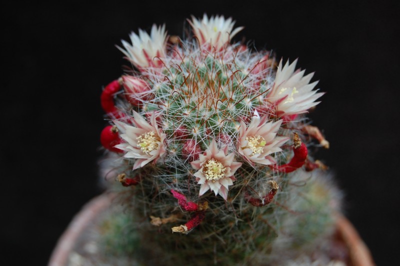 Mammillaria scheidweileriana 